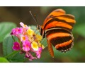 Живые тропические бабочки в Санкт-Петербурге всего по 250 рублей! Скидка от 33 до 300%!