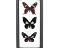 Скида 70% на картины из экзотических бабочек, Тюмень