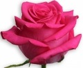 Доставка цветов недорого, купить розы в Москве с доставкой по акции!
