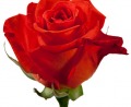 Доставка цветов недорого, купить розы в Москве с доставкой по акции!