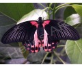 Скидка до 65% на покупку живых тропических бабочек в коробочке, Тюмень