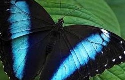 Скидка до 65% на покупку живых тропических бабочек в коробочке, Тюмень